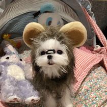 Pet cat lion hat marzis dog transformation hilarious cute dress tiara hair jewelry lion hat