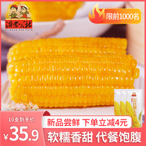 Corn Fresh waxy corn Northeast sweet waxy corn Vacuum pack 10 sticky corn Ready-to-eat yellow waxy sticky corn whole box
