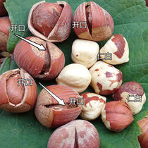 New opening big hazelnut 500g northeast specialty original pregnant woman eat nut snacks