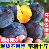 Shaanxi Heibin big plum fruit crispy plum crisp sweet fresh seasonal fruit sweet and sour plum 10 kg