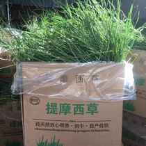 Gansu drying TiMoses straw wool weight 1KG rabbit dragon cat guinea pig feed grass grain high fiber grinding tooth pasture north mention