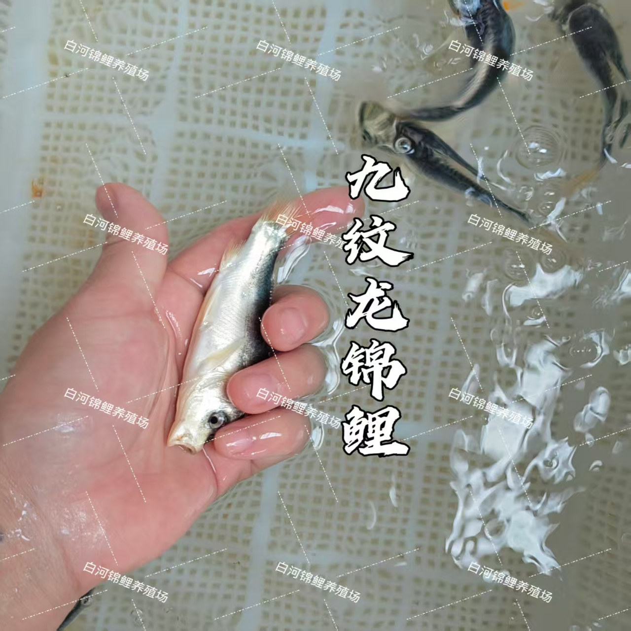 鱼相-鱼相促销价格、鱼相品牌- 淘宝