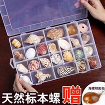 Shell conch popular science materials boutique specimen snail storage set gift box kindergarten marine biology collection