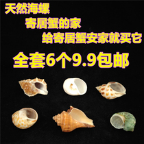 Natural conch hermit crab roll fish replacement special screw shell fish tank Platform home decoration childrens toys
