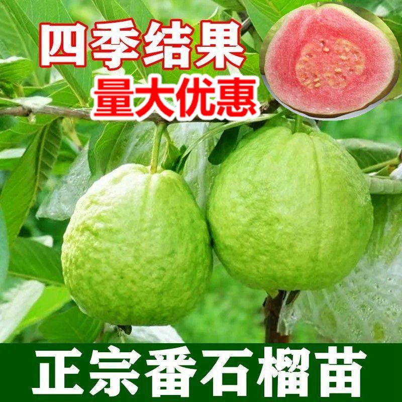 番石榴树果苗-番石榴树果苗促销价格、番石榴树果苗品牌- 淘宝
