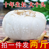 Gansu specialty Lanzhou single head Huang fresh lily 2kg without additives fresh lily edible sweet non-Lily dry