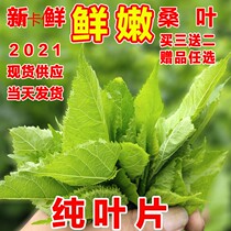Fresh silkworms and young silkworms are now picking mulberry food silkworms eggs Live silkworms and young leaves