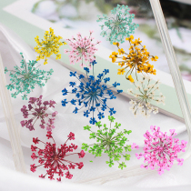 Snow bead flower Lace flower dried flower flower flower specimen drop glue mobile phone shell True flower Nail art face decoration Childrens handmade