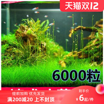 Lazy water grass entry-level aerobic freshwater four-season fish tank decoration simulation