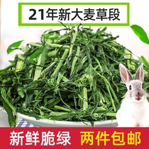 Feed grain barley straw 500g Dutch pig rabbit ChinChin guinea pig Hay coarse fiber 2 packs