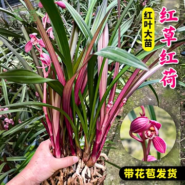 兰花红草红荷-兰花红草红荷促销价格、兰花红草红荷品牌- 淘宝