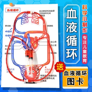 人体循环系统模型教具-人体循环系统模型教具促销价格、人体循环系统