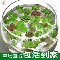 Fish tank landscaping aquatic plants aquarium water grass duckweed water grass simulation plastic flowers and grasses aquarium decoration small ornaments