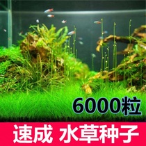 Aquatic plant aquaculture water plant aquaculture water plant aquaculture water plant aquaculture water plant aquaculture water plant aquarium decoration simulation