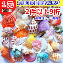 New natural conch shell diy starfish coral fish tank landscaping decoration crafts ornaments color shells