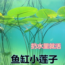 Hydroponic glass vase transparent large water fairy basin Bowl Lotus Flower flower pot Turtle Fish Tank Water Nourishing Plant