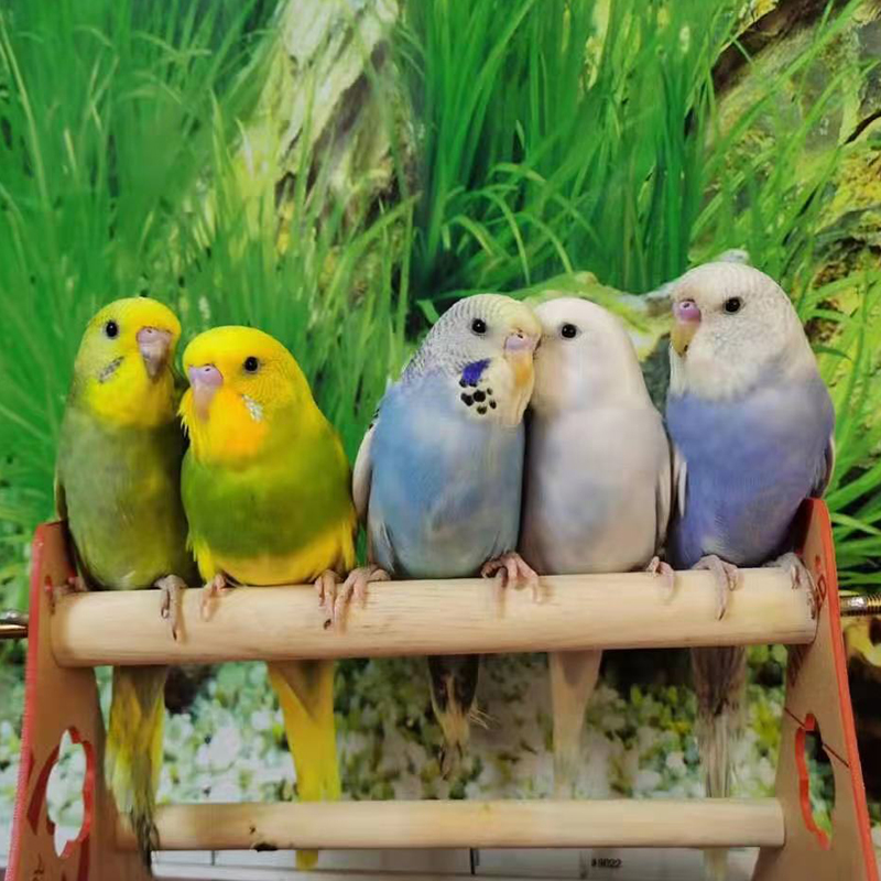 Feature Big-headed hand-raised budgerigar Cloud-spotted live bird Bird live animal Domestic talking young bird Pet live animal