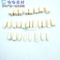 Dental oral exercises tooth particles resin scattered teeth simulation Resin Dental particles oral in vitro tooth preparation exercises