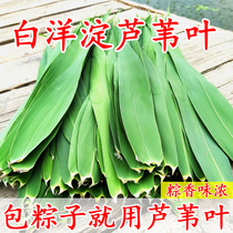 Baiyangdian fresh reed leaves Natural Zongzi leaves Zongzi leaves Dragon Boat Festival package Zongzi Non-bamboo bamboo leaves Non-bamboo leaves