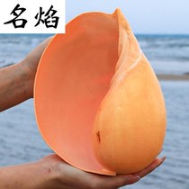 Yellow scoop snail natural super large conch fish tank shell decorations aquarium landscaping multi-meat flower pot creative ornaments