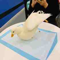 Little duck pet diapers Cole duck urine pad feces urine mat rabbit special pet chicken goose supplies