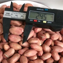 2021 peanut production new super large large Shandong Luhua large particles 5kg vacuum bulk fresh