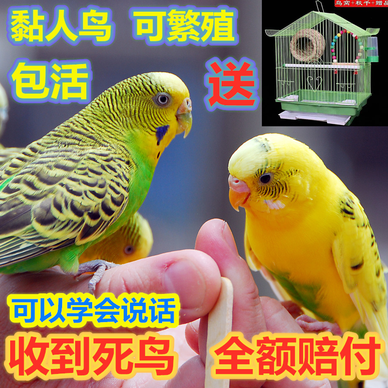 Pet bird Live parrot live food Talking tiger skin yellow cloud spotted Hand-raised Cockatiel live bird Live bird Live bird Live bird Live bird Live bird Live bird Live bird Live bird live bird live bird live bird live bird live bird live bird live bird