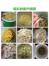 绿豆芽苗芽种豆芽盆家用家用生豆芽罐黄豆豌豆菜苗育苗盆芽苗菜