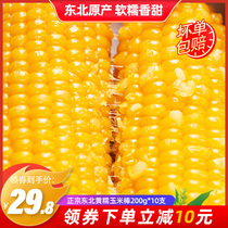 Corn fresh northeast glutinous sweet sticky yellow corn cob vacuum packaging coarse grain fertilizer reduction meal 10 branches of corn