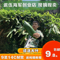 Extra large rice dumplings Ruo leaves fresh rice dumplings free of mail.