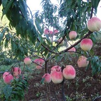 Peach tree _蜜蜜 水_ Peach _ 桃 桃 桃_ Peach tree _ 南方 南方 南方_ Peach tree _ 南方 南方 南方_ Grafted fruit tree _ 特 特 大新_ Extra-large variety peach _ 桃 桃 桃_ Peach tree