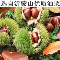Yang chestnut oil chestnut kernels 500g specialty snacks Net Red pregnant women snacks Independent package Nut kernels Ready-to-eat chestnut seeds cooked