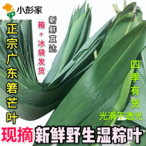 Fresh rice dumpling leaves fresh fresh wild rice Reed leaves deep mountain big rice dumpling leaves 100 pieces of Ruo mango leaves bamboo leaves