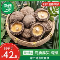 Herland shiitake mushroom dry goods 500g fresh Qingyuan dried shiitake mushroom farm special small Mushroom Mushroom Mushroom mushroom