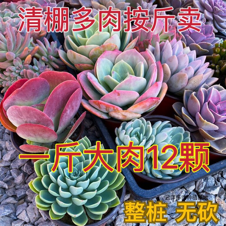 老桩多肉植物-老桩多肉植物促销价格、老桩多肉植物品牌- 淘宝