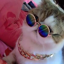 Pets Sun Glasses Kitty Photo Supplies Pooch Dress Cool Personality Small And Medium Dog Kitty to blame Glasses 2022