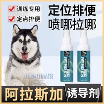 Alaska dedicated dog-inducing agents relieve themselves of toilet guidance with long lasting training for a chaotic urine puppy