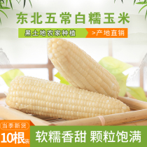 Northeast fresh sweet glutinous white sticky Corn 10 Heilongjiang farmers frozen white glutinous corn sticks