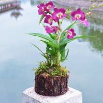 Wanfuchuan (Bihai Chaosheng stump) with wood Dendrobium seedlings fresh Dendrobium Dendrobium Dendrobium