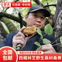 Tibet brothers Nyingchi store in 2021 Wild mulberry tree mulberry gold side mulberry yellow whole dry goods 50 grams