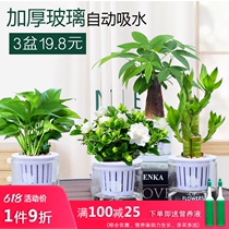Gardenia potted glass hydroponic plant hair rich tree bamboo indoor air purification green plant