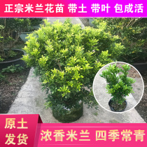 Milan flower pot plant single pole flower plant flower seedling fragrant four seasons flowering good green plant living room purification air