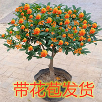 Osmanthus bonsai Osmanthus saplings Potted garden plants Flowers Golden cinnamon agarwood cinnamon indoor and outdoor August Osmanthus tree