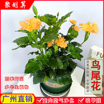 Birds tail flower pot plant half yellow perennial flowers four-season flowering with buds Balcony courtyard Indoor evergreen plant