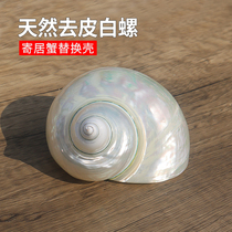 Natural conch shell white jade snail peeled white snail tank aquarium aquarium hermit crab roll shellfish replacement breeding shell