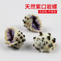 Natural conch shell purple mouth rock snail home decoration fish tank landscaping creative ornaments handmade diy aquarium