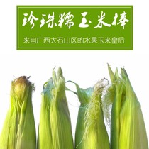 Guangxi Xincheng specialty fresh rock sugar pearl waxy corn cob sweet corn is now picked non-GMO bulk 6 packs