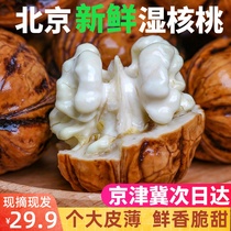 Beijing 2021 fresh walnut to green skin fresh walnut wet walnut thin skin fresh and tender pregnant women paper skin raw walnut
