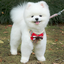 Vest type dog traction rope Teddy Small dog Bixiong Bomei VIP chest strap Puppy dog walking rope Dog chain