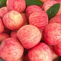 Apple crisp sweet red Fuji Apple Seasonal fresh fruit Rock sugar heart ugly Shanxi Shaanxi box